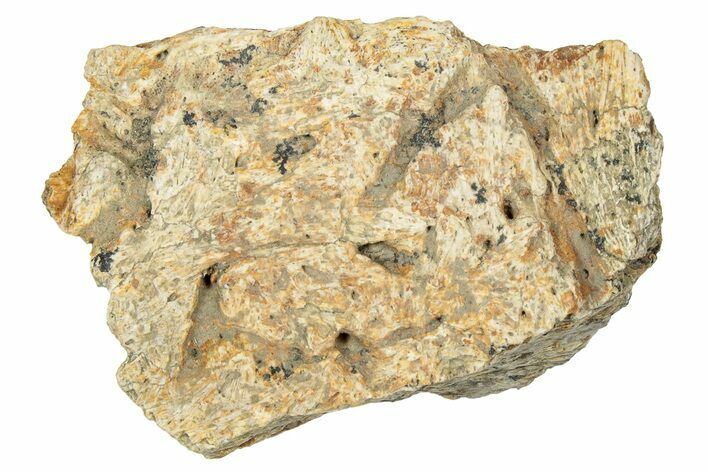 Dinosaur (Triceratops) Frill Shield Section - Montana #330152